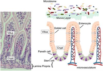 The Paneth Cell: The Curator and Defender of the Immature Small Intestine